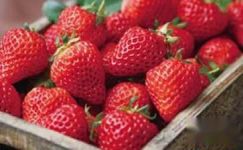 农业科技园草莓基地的宣传标语