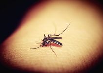全国疟疾日的宣传标语