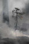 保护森林火灾的宣传横幅标语（精选4篇）