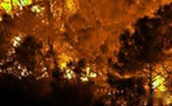 森林预防火灾横幅标语