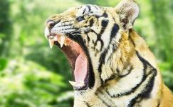 世界老虎日保护动物宣传标语集锦