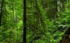 关于写保护森林宣传标语（精选190句）